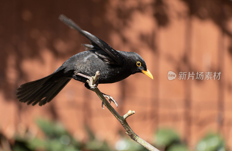 黑鸟（Turdus merula）